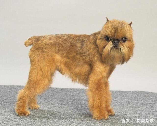 猫咪呕吐橙红色：揭秘背后的原因与对策