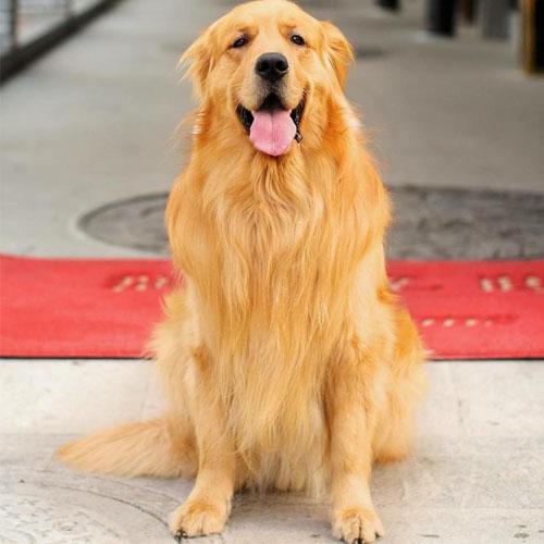 宠物护理人员谈“狗狗拉肚子不消化”：原因与对策