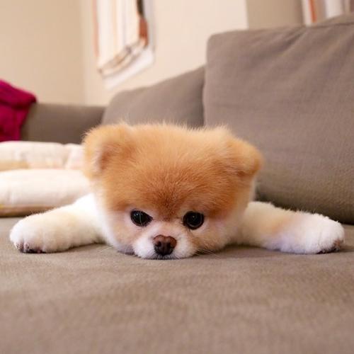 宠物嘴唇发紫什么原因：揭秘背后的健康警报