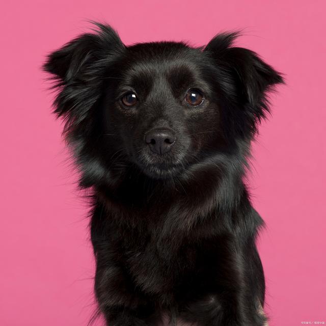 狗狗买些什么：宠物用品选购指南